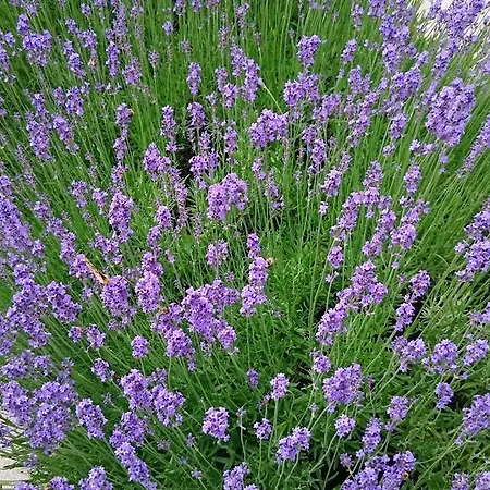 Apartmán Letna, Ac & Garage 89m2 And 44m2 *